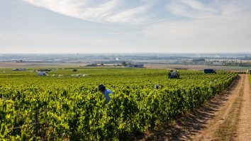 România produce anual 4,5 milioane de hectolitri. Suntem al 13-lea cel mai mare producător de vin din lume