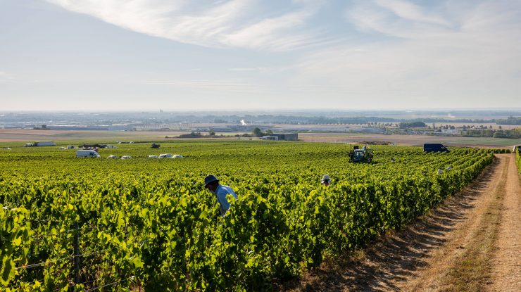 România produce anual 4,5 milioane de hectolitri. Suntem al 13-lea cel mai mare producător de vin din lume