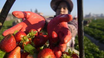 STUDIU. Consumul de căpșuni poate avea beneficii pentru sănătatea inimii