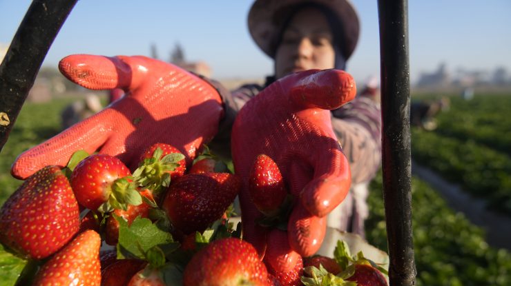 STUDIU. Consumul de căpșuni poate avea beneficii pentru sănătatea inimii