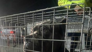 Nou incident în zona Lacul Morii. Doi câini de luptă au atacat o femeie