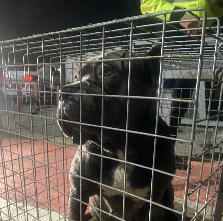 Nou incident în zona Lacul Morii. Doi câini de luptă au atacat o femeie