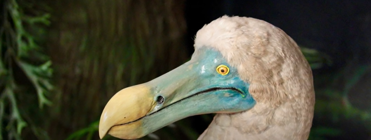 Oamenii de știință încearcă să readucă la viață pasărea dodo – la secole după ce aceasta a dispărut