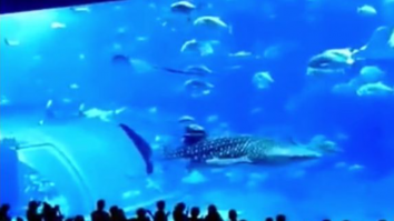 Un pește uriaș „se sinucide” în fața turiștilor de la acvariu, după ce a fost orbit de blițul aparatului foto
