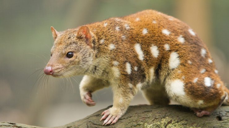 STUDIU. Sexul și lipsa somnului ar putea ucide anumite mamifere marsupiale pe cale de dispariție