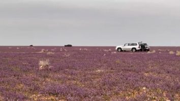 VIDEO. În Arabia Saudită, „lavanda deșertului” iese din pământ