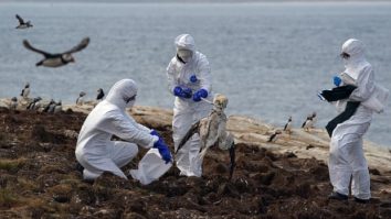 O fetiţă în vârstă de 11 ani a murit din cauza gripei aviare, în prima infecție umană cu H5N1