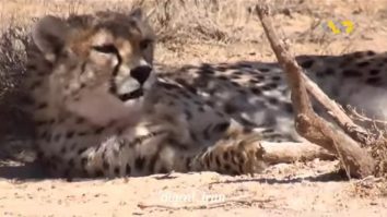 VIDEO. Unul dintre ultimii gheparzi asiatici a murit în Iran