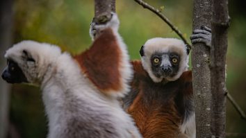 O primată pe cale de dispariție, numită lemurul dansator din cauza modului în care se mișcă, a fost crescută pentru prima dată în Europa