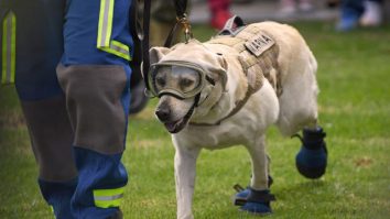 Mexicul își trimite echipele de căutare și salvare cu câini în Turcia