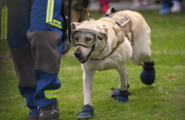 Mexicul își trimite echipele de căutare și salvare cu câini în Turcia