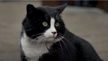 O pisică mare devine cea mai bine cotată atracție turistică a unui oraș polonez, cu recenzii de 5 stele