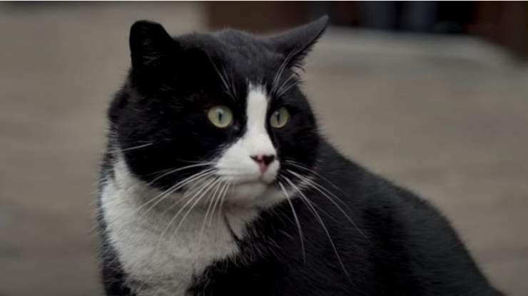 O pisică mare devine cea mai bine cotată atracție turistică a unui oraș polonez, cu recenzii de 5 stele