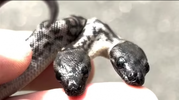 Un șarpe cu două capete s-a născut în Australia. Care este explicația experților