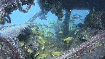 ONU a aprobat un tratat „o dată la o generație” pentru protejarea biodiversității în oceane