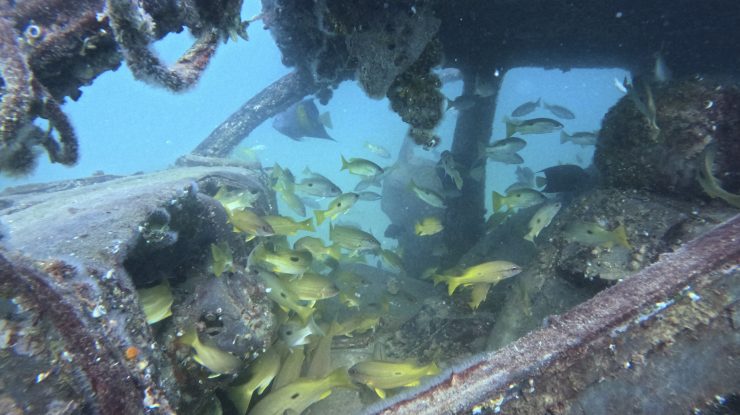 ONU a aprobat un tratat „o dată la o generație” pentru protejarea biodiversității în oceane