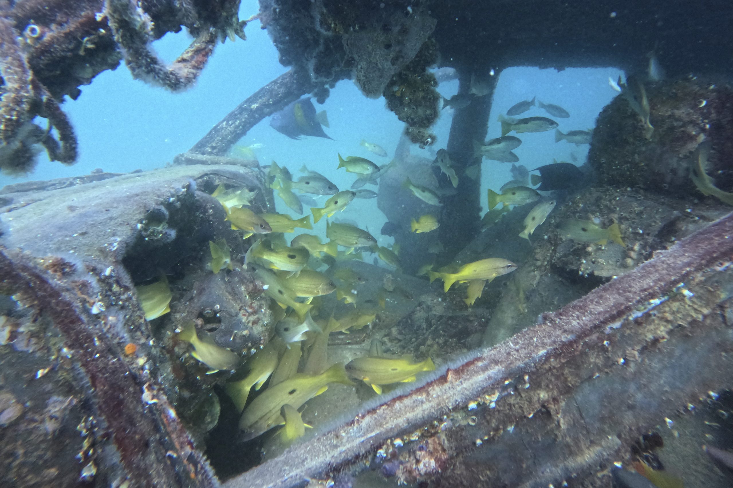 ONU a aprobat un tratat „o dată la o generație” pentru protejarea biodiversității în oceane