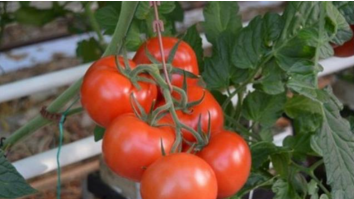 Turcia limitează exporturile de roșii pentru a menține stabilitatea prețurilor pe piața internă