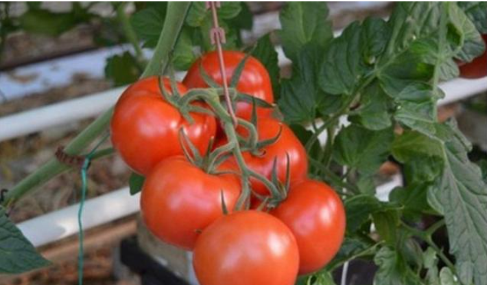 Turcia limitează exporturile de roșii pentru a menține stabilitatea prețurilor pe piața internă