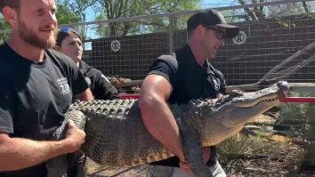 Un aligator furat în urmă cu 20 de ani de la grădina zoologică din Texas a fost returnat