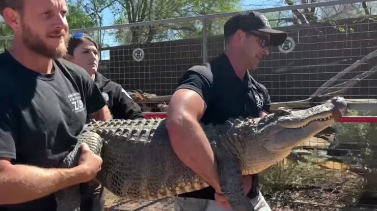 Un aligator furat în urmă cu 20 de ani de la grădina zoologică din Texas a fost returnat