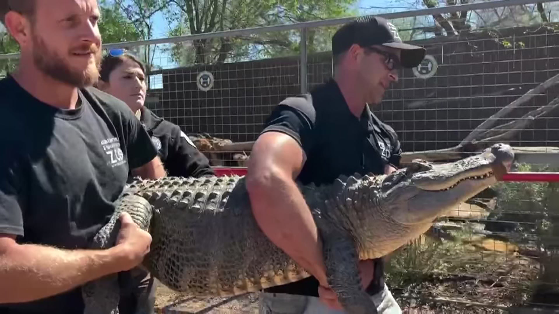 Un aligator furat în urmă cu 20 de ani de la grădina zoologică din Texas a fost returnat