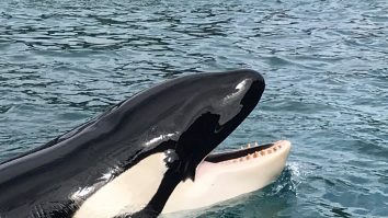 STUDIU. Balenele cu dinți își folosesc nasul pentru a produce cele mai puternice sunete