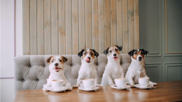 FOTO. Cum arată prima cafenea pentru câini din Atena