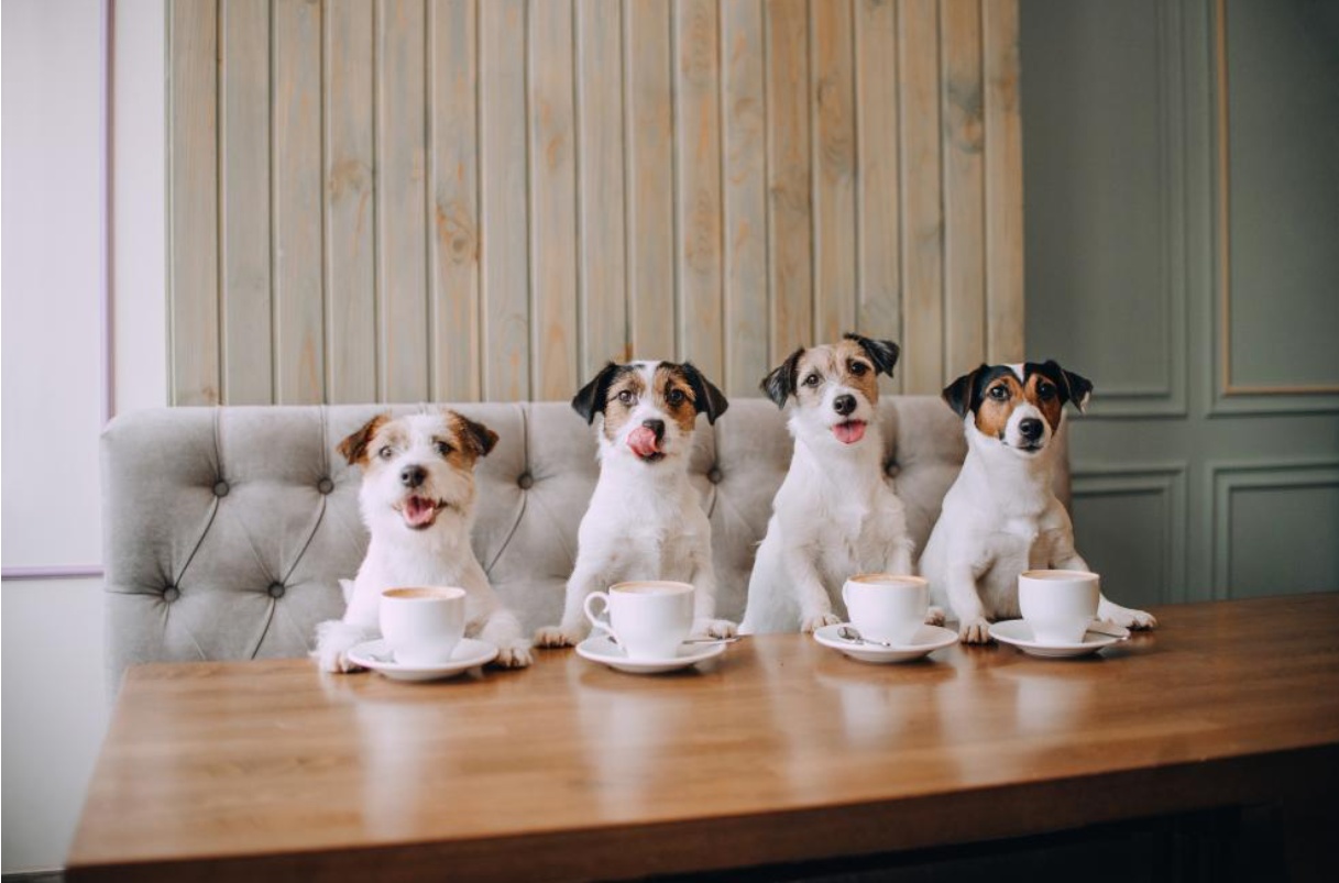FOTO. Cum arată prima cafenea pentru câini din Atena