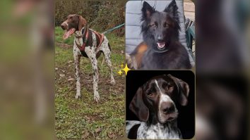 Trei câini au murit în urma unei otrăviri suspecte la un eveniment de curse canine din sudul Franței