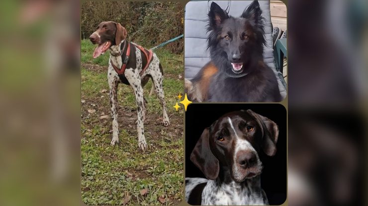 Trei câini au murit în urma unei otrăviri suspecte la un eveniment de curse canine din sudul Franței