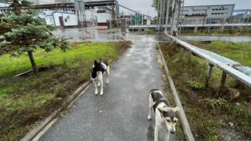 Pot câinii de la Cernobîl să ne învețe noi trucuri de supraviețuire?