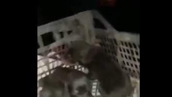 VIDEO. O cățelușă și trei pui nou-născuți, salvați dintre dărâmături în Hatay, în Turcia, la o lună după cutremure