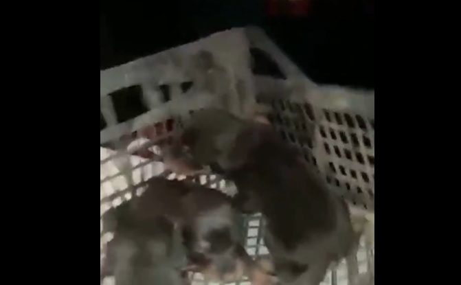 VIDEO. O cățelușă și trei pui nou-născuți, salvați dintre dărâmături în Hatay, în Turcia, la o lună după cutremure