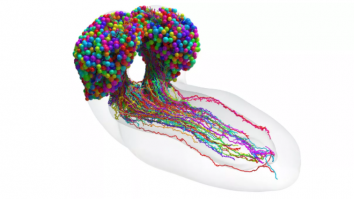 Oamenii de știință au dezvăluit prima hartă completă a creierului unei insecte