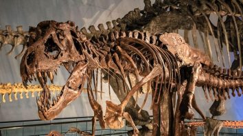 Un schelet de Tyrannosaurus-Rex, datând de acum 67 de milioane de ani, va fi scos la licitație, marcând prima vânzare de acest fel din Europa