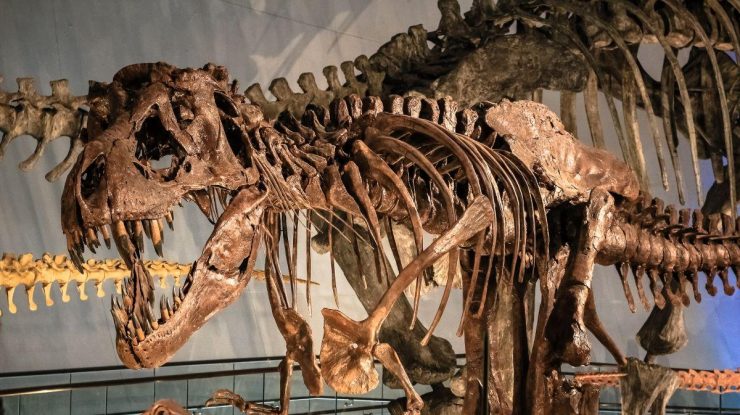 Un schelet de Tyrannosaurus-Rex, datând de acum 67 de milioane de ani, va fi scos la licitație, marcând prima vânzare de acest fel din Europa
