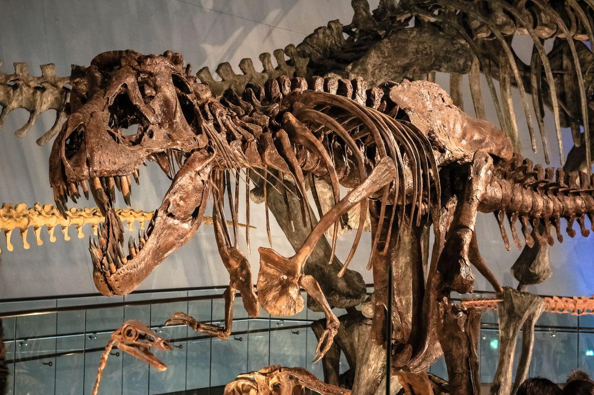 Un schelet de Tyrannosaurus-Rex, datând de acum 67 de milioane de ani, va fi scos la licitație, marcând prima vânzare de acest fel din Europa