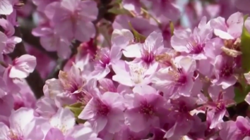 Din cauza încălzirii globale, înflorirea cireșilor în Tokyo a început mai devreme