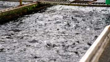 Un focar de septicemie hemoragică virală a fost descoperit la o păstrăvărie neautorizată din Sibiu