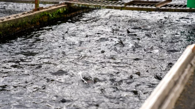 Un focar de septicemie hemoragică virală a fost descoperit la o păstrăvărie neautorizată din Sibiu