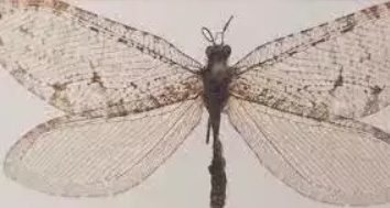 O insectă din epoca jurasică, găsită la un supermarket, stabilește recordul pentru cel mai vechi specimen găsit în statul Arkansas