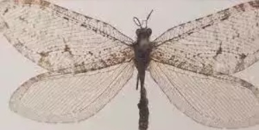 O insectă din epoca jurasică, găsită la un supermarket, stabilește recordul pentru cel mai vechi specimen găsit în statul Arkansas