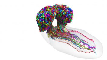 VIDEO. Pentru prima dată: Cercetătorii au cartografiat creierul unei muște cu mai mult de jumătate de milion de sinapse