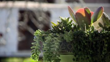 Ce se întâmplă dacă adăugăm lapte în apa pentru a uda plantele? Iată beneficiile neștiute