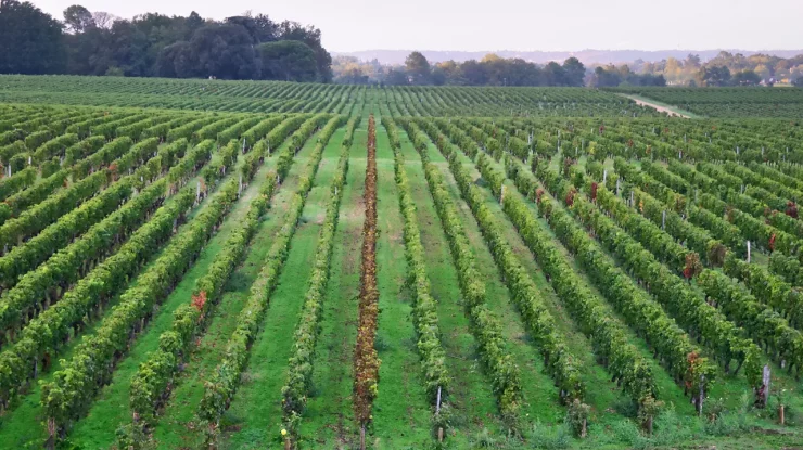„Trenul vinului”: Londra va fi legată de podgoriile din Bordeaux printr-o cale ferată de mare viteză