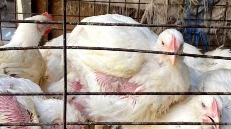 De ce sunt sfătuiți egiptenii să mănânce gheare de pui?