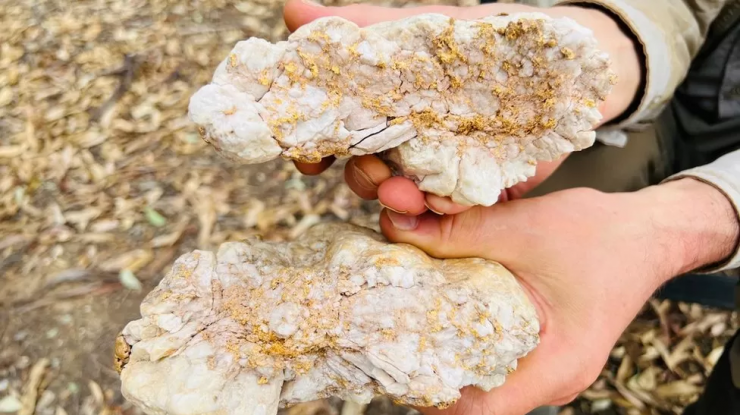 Pepită de aur de 240.000 dolari, găsită cu un detector de metale. Cum a reacționat un australian când a aflat cât valorează
