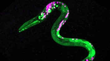 Nu doar oamenii au pofte. Un studiu arată că viermii poftesc la fast-food după consumul de canabis