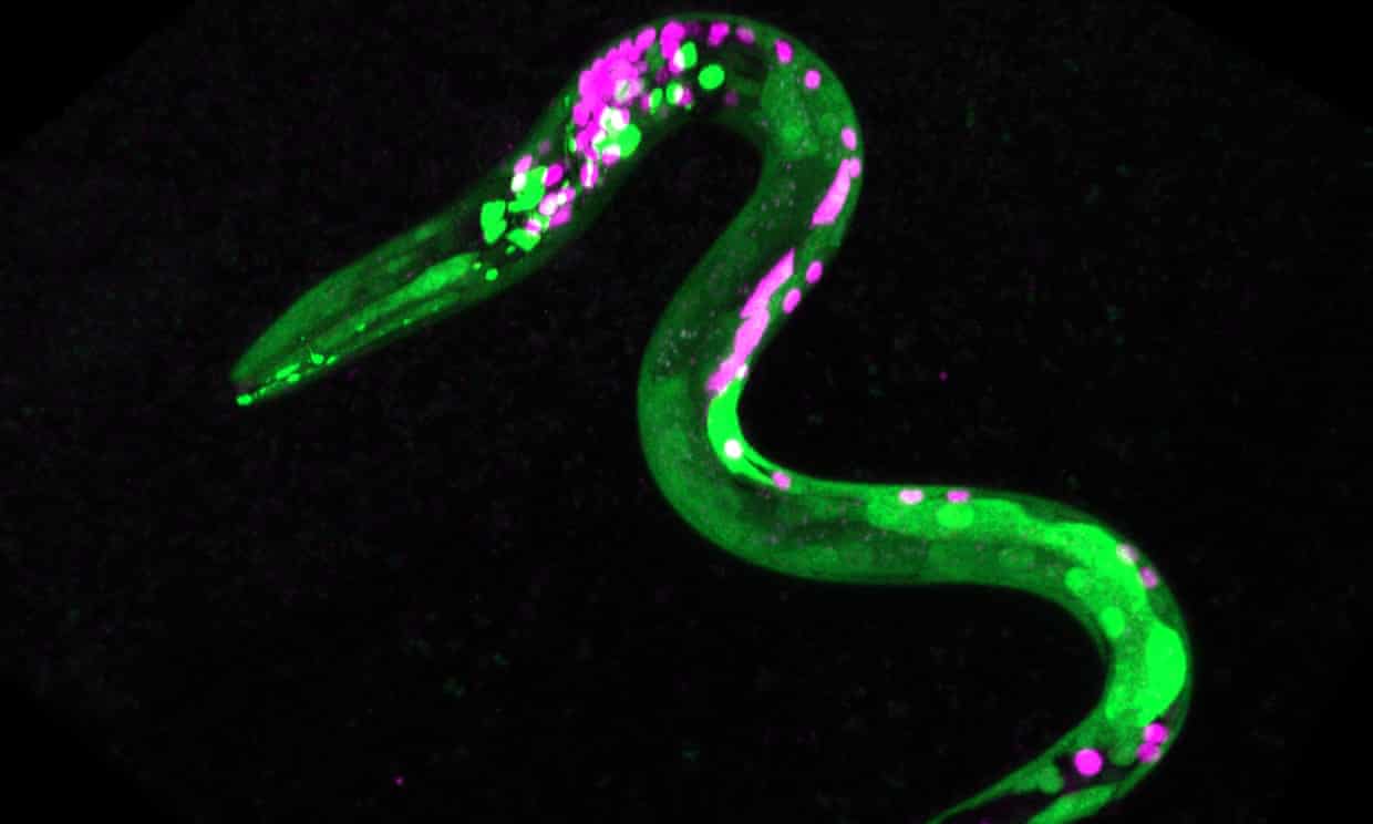 Nu doar oamenii au pofte. Un studiu arată că viermii poftesc la fast-food după consumul de canabis